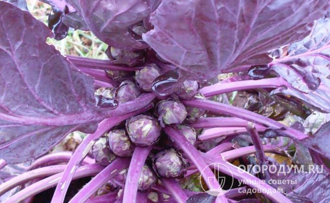 Насыщенный фиолетово-красный цвет вкусным маленьким вилочкам придают растительные пигменты – антоцианы