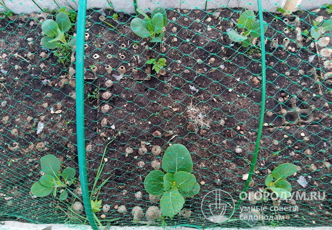 Опытные огородники для борьбы с сорняками застилают капустные грядки лотками из-под яиц, делая в центре каждого отверстие под саженец (фото автора)