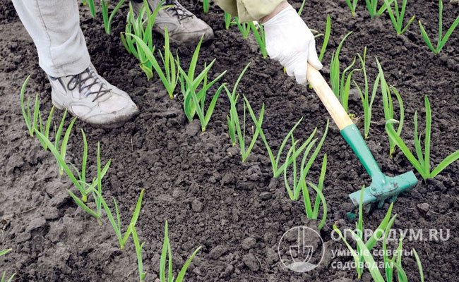 Чтобы не тратить силы на рыхление после каждого полива, почву удобнее замульчировать соломой или скошенной травой