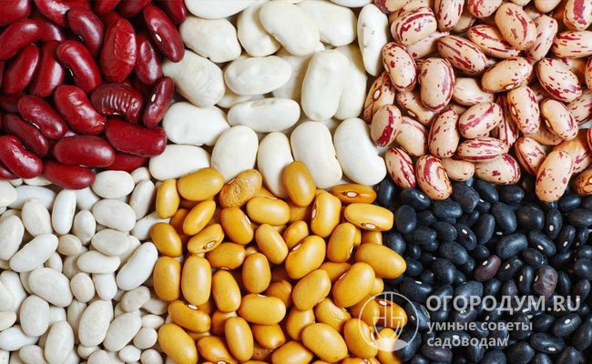 В зернах содержится много белка и клетчатки, ценные аминокислоты, кальций, магний и другие микроэлементы; яркоокрашенные бобы обладают антиоксидантными свойствами