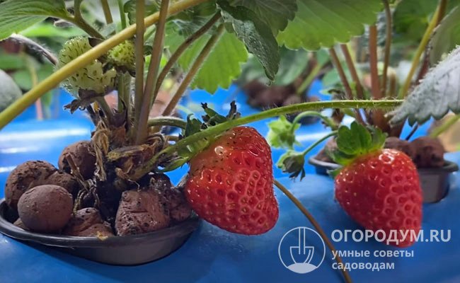 Применение гидропоники позволяет избежать «земляных» проблем – загрязнения ягоды, распространения болезней и вредителей, появления сорняков