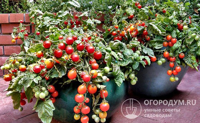Черри (от англ. cherry – «вишня») – сорта и гибриды томатов с плодами небольшого размера разнообразной формы и окраски