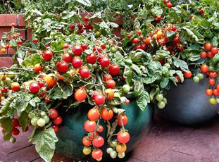 Выращивание помидоров черри в домашних условиях