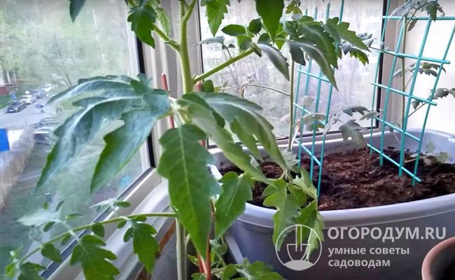 Выращивать помидоры в домашних условиях будет проще, если владелец сможет разместить свои посадки в застекленной лоджии