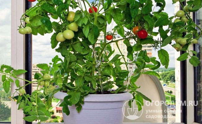 Размер горшков для посадки, как и в случае выращивания помидоров на подоконнике в квартире, прямо зависит от особенностей выбранных разновидностей культуры