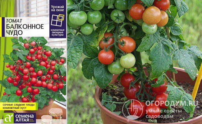 «Балконное чудо»: среднеспелый, округлые красные плоды весом 20-30 г созревают за 95-110 дней