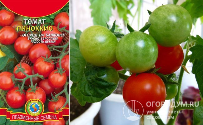 «Пиноккио»: штамбовый, не требующий пасынкования, вес томатов 15-20 г, срок созревания – около 3 месяцев, плодоношение продолжительное