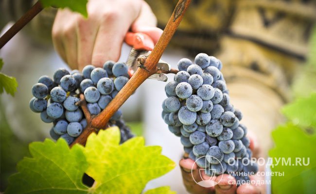 Выращивание винограда: советы для начинающих с фото и видео