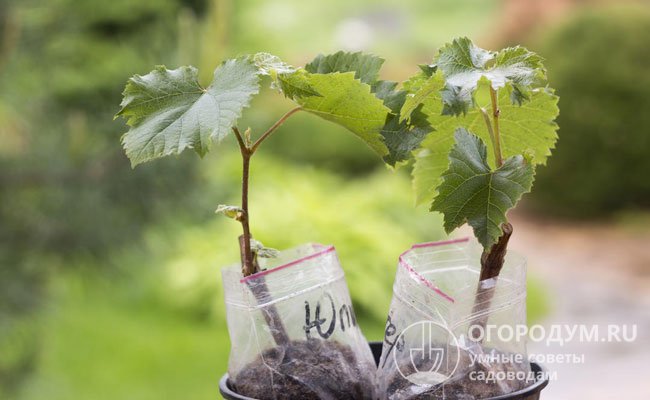 Выращивание винограда: советы для начинающих с фото и видео