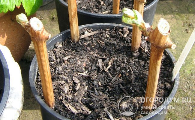 Только после появления полноценных корней, при наступлении благоприятных погодных условий, черенки высаживают на постоянное место