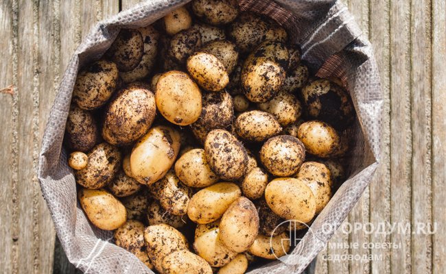 Желтые сорта картофеля: список лучших сортов, описание, ф��то, отзывы