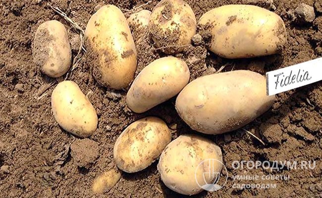 Под кустом «Фиделии» обычно формируется 9-14 картофелин