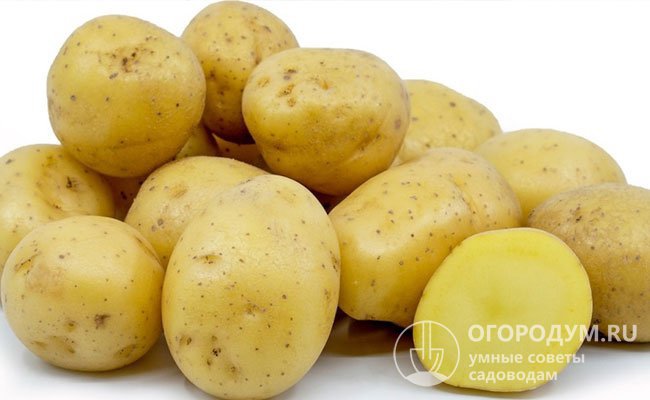 Желтые сорта картофеля: список лучших сортов, описание, фото, отзывы