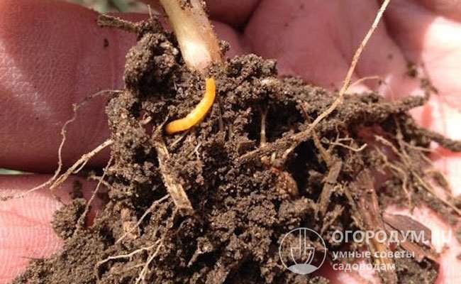 Кустики перца выглядят слабыми и отстают в развитии, если выкопать растение, то вокруг корней можно обнаружить проволочников – личинок жука-щелкуна