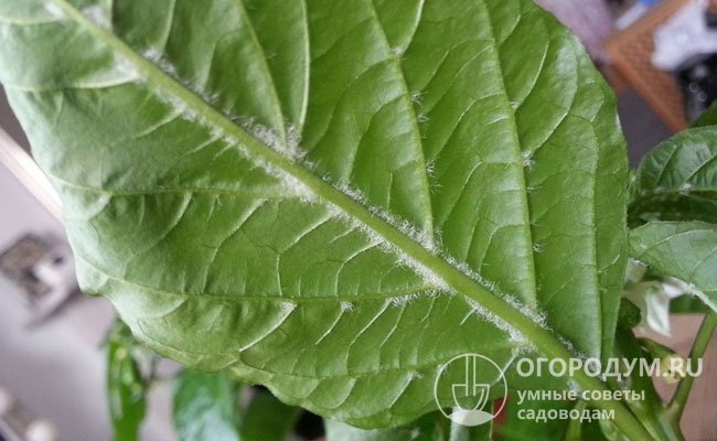 Характерные проявления мучнистой росы (на фото) – болезни перца, часто появляющейся на листьях