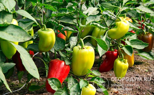 На урожайность и товарность плодов влияют климатические и погодные условия, механический и химический состав почвы, интенсивность применяемой агротехники