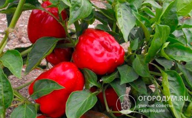 Перец «Калифорнийское чудо» (на фото) ценят за отличные вкусовые качества, сильный аромат, сочность и мясистость толстостенных плодов