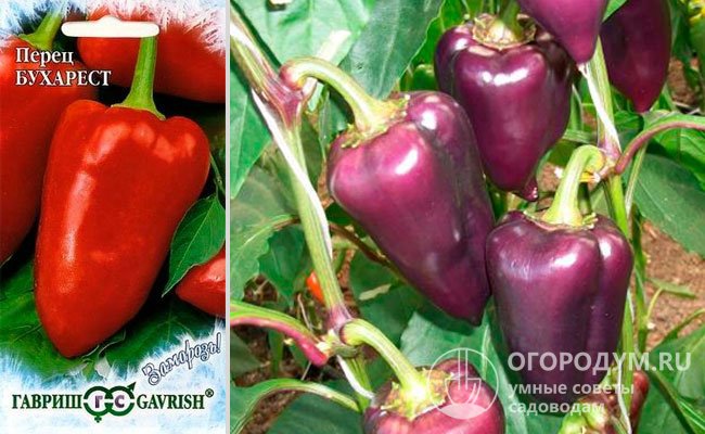 Семена в упаковке агрофирмы-оригинатора («Гавриш») и куст перца «Бухарест» с плодами, достигшими технической спелости