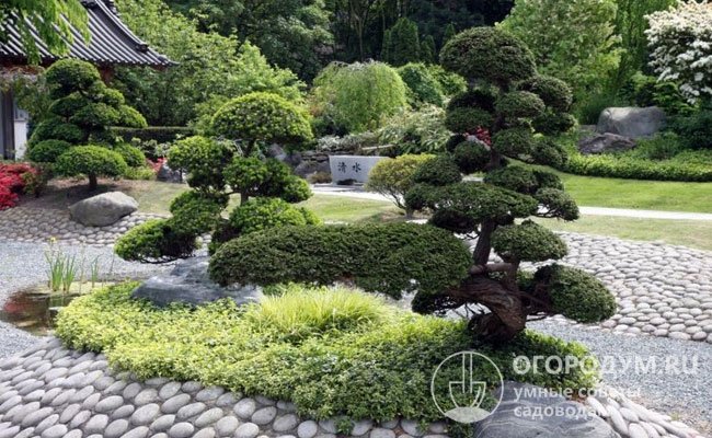 В каменистых садах в японском стиле очень уместны миниатюрные деревья и кустарники – ниваки, формируемые аналогично бонсай, но растущие на открытом грунте