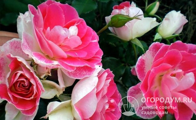 «Регенсберг» считается одной из лучших «расписных» роз
