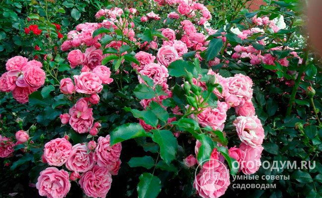 Старинные душистые розы (на фото) высоко ценятся за сильный аромат и романтичный внешний вид цветов