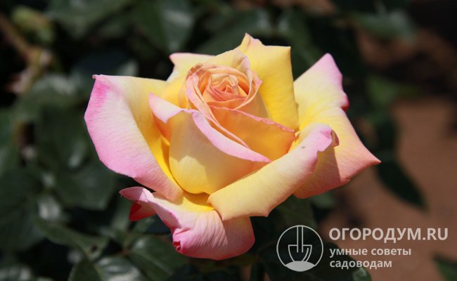 Высоким спросом пользуются розы с комбинированной окраской, сочетающей разные цвета и оттенки, в виде кромки, штрихов, полос и пятен на лепестках, имеющих бархатную или атласную фактуру