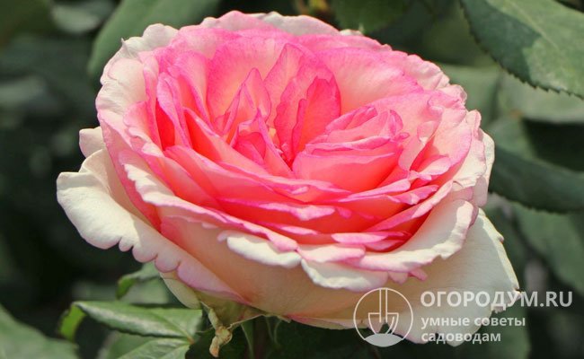 Розово-малиновая кайма более интенсивно выражена на лепестках в центре, цветы долго держатся на кусте, хорошо стоят в срезке