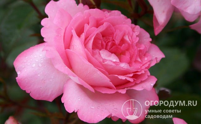 Специалисты-розоводы среди достоинств «Элизы» отмечают обильное цветение и опрятность отцветающих кустов