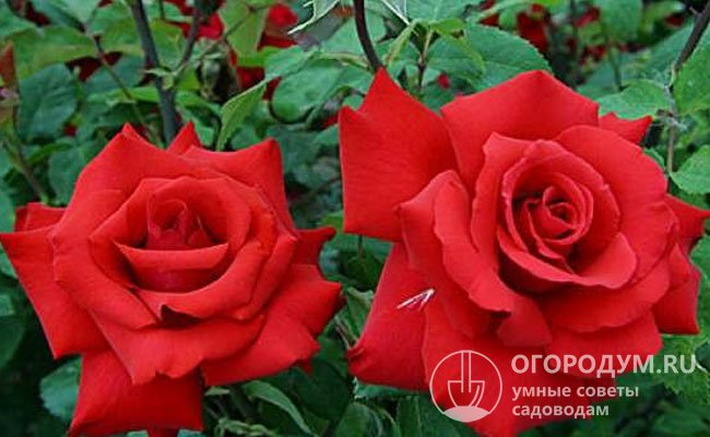 «Классическая» красная роза «Гранд аморе» очень популярна как срезочная, предназначена для выращивания в тепличных условиях и на открытом грунте