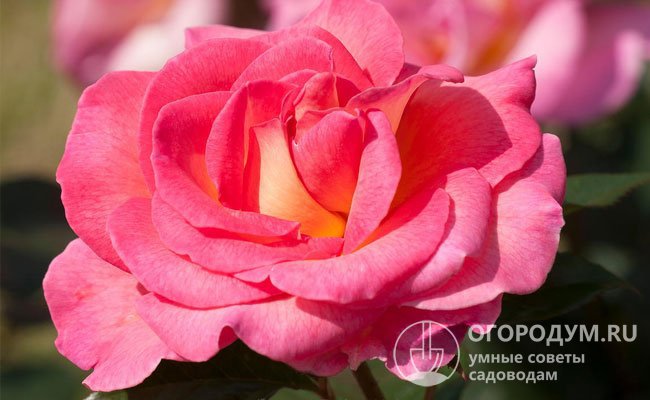 Цветы с эффектной окраской биколор распускаются медленно и держатся на кусте до 3 недель, яркие оттенки фуксии постепенно выгорают до нежно-розовых
