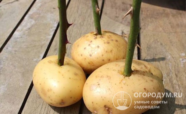 Картофельный клубень обеспечивает не только запас питательных веществ, но и защиту от инфекций, накапливающихся в почве