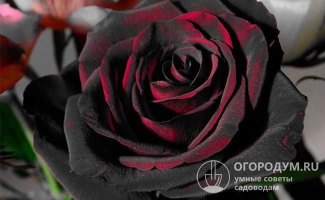 Черные розы (на фото) отличаются насыщенностью темной окраски лепестков, которая зависит от почвенно-климатических и погодных условий, интенсивности освещения и других факторов