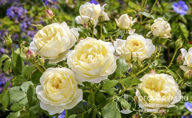 Среди современных кустовых роз, входящих в группу «Модерн шраб», особой популярностью пользуются английские сорта селекции Дэвида Остина