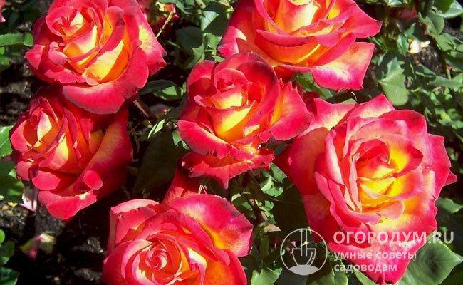 Для роз, культивируемых на срезку, рекомендуется сильная обрезка (до 3-5 почек), так как в этом случае цветки будут крупнее, а цветоносы длиннее