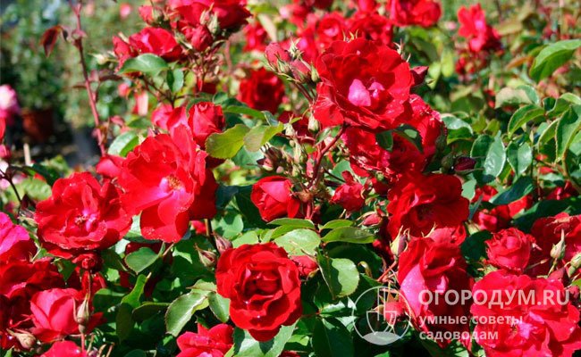 Зимостойкие канадские розы высоко ценятся садоводами за неприхотливость и обильное цветение с первых летних дней до осенних заморозков