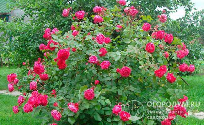 Канадские парковые розы могут зимовать без укрытия, в том числе в условиях