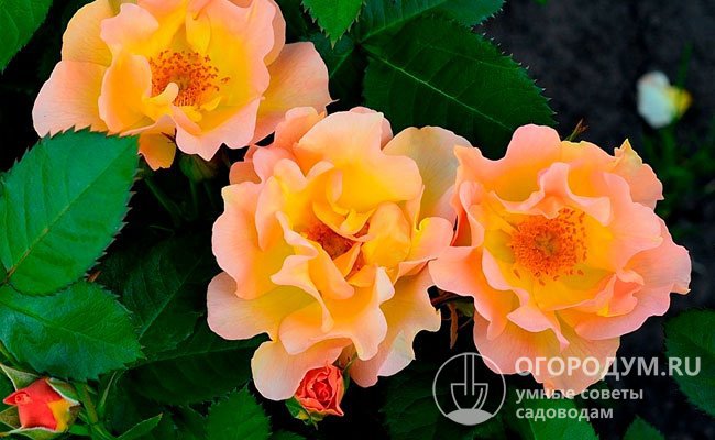 Morden Sunrise, отличаясь редкой для «канадок» окраской, демонстрирует непрерывное цветение на протяжении всего лета