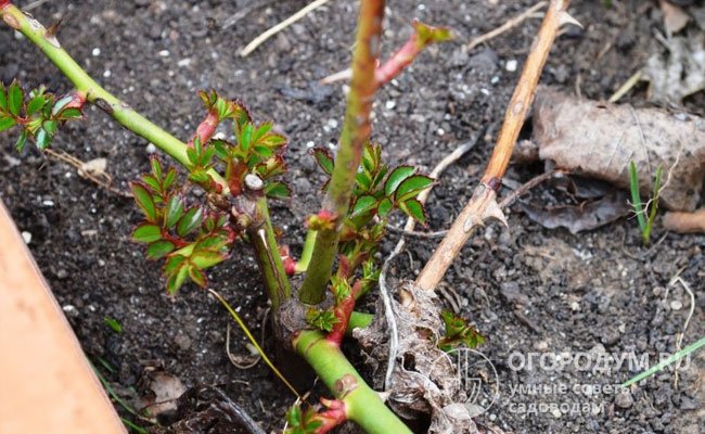 Если кусты уже открыты и пошли в рост, но по прогнозу ожидается сильное похолодание, растения требуется временно прикрыть каким-нибудь защитным материалом