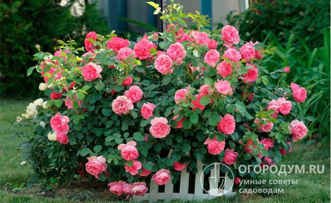 Розовые кусты служат прекрасных украшением парковых массивов и небольших дачных участков