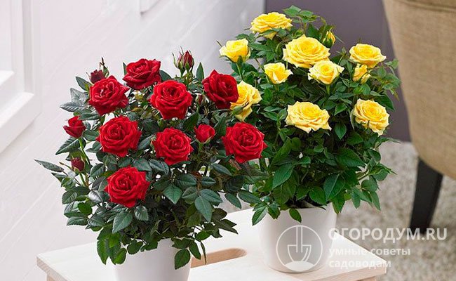 Миниатюрные кустовые розы отлично приспособлены к выращиванию в качестве комнатных растений в малообъемных контейнерах