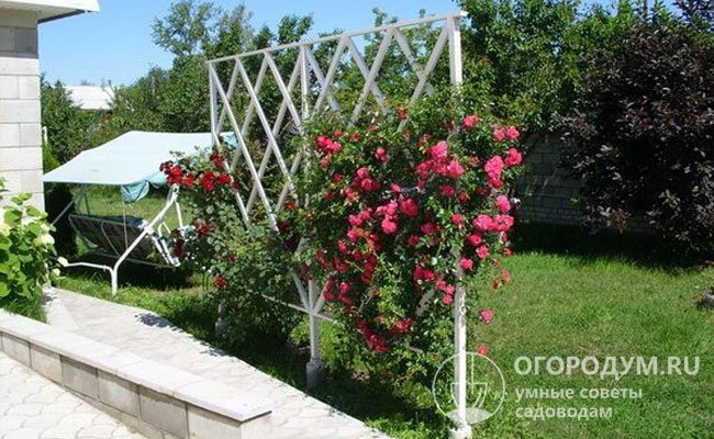 Протяженность шпалеры для плетистой розы легко увеличить за счет большего количества опорных столбов