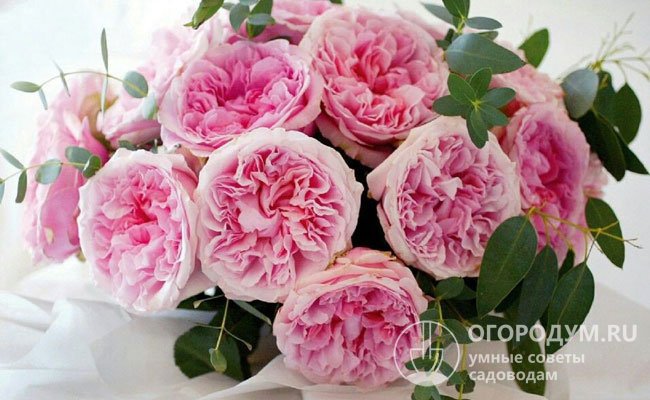 Пионовидные розы (на фото) хорошо подходят для срезки: долго сохраняют свежесть, прекрасно смотрятся в «сольных» букетах и различных цветочных композициях