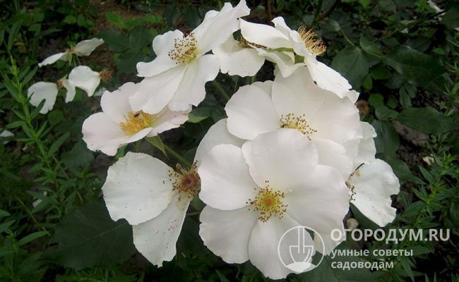 Простые белые цветы «Рэв де Мирей» обладают слабым ароматом, хорошо переносят дожди и ветер