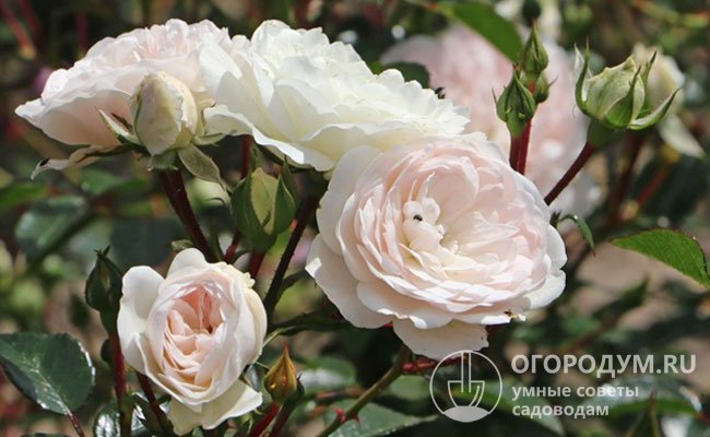 Отечественные садоводы используют «Си Фоум» в основном как почвопокровную розу, также возможно выращивание в качестве невысокого клаймбера или в форме плакучего штамба