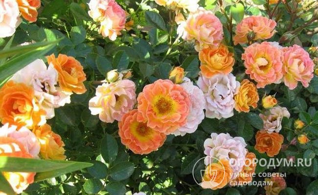 Очаровательная «Кубана» впечатляет обилием цветков и их уникальной окраской