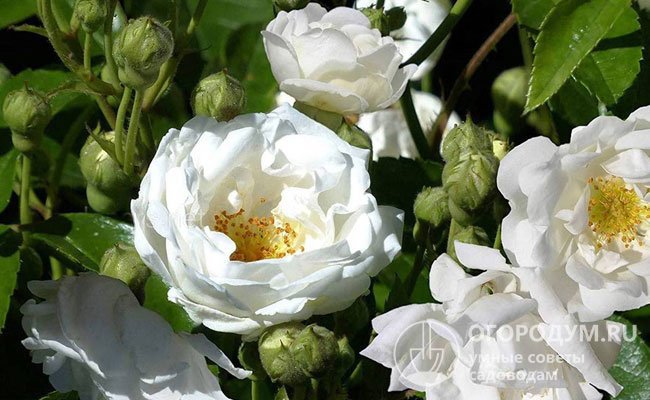 Розы «Ивонн Рабье» эффектно смотрятся в различных клумбовых композициях: при формировании бордюров, альпинариев, романтических рабаток