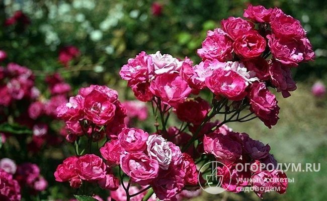 «Полиантовые» разновидности объединяет наличие пышных соцветий-кистей, состоящих из миниатюрных цветков розовой или красной (реже белой) окраски, долго сохраняющей яркость и насыщенность