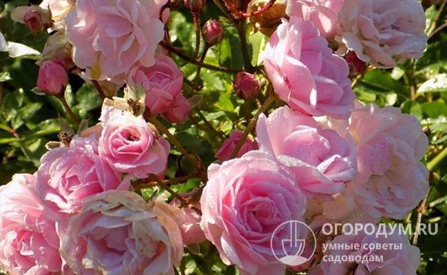 Mörsjaroos – «Роза невесты» характеризуется длительным непрерывным цветением на протяжении всего сезона
