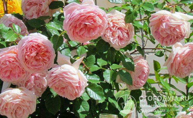 Роза «Абрахам Дерби» (на фото) пользуется заслуженной популярностью во всем мире