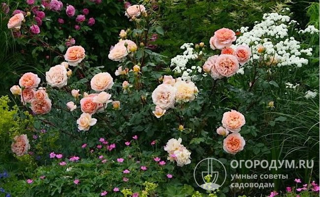 Розы «Абрахам Дерби» прекрасно сочетаются с различными декоративными растениями, в том числе мелкоцветковыми почвопокровниками и низкорослыми хвойными
